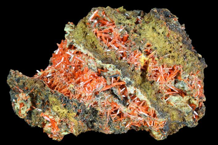 Bright Orange Crocoite Crystal Cluster - Tasmania #103805